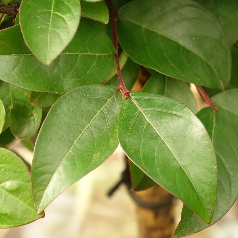 Lagerstroemia indica Berry Dazzle - Indische sering (Blad)