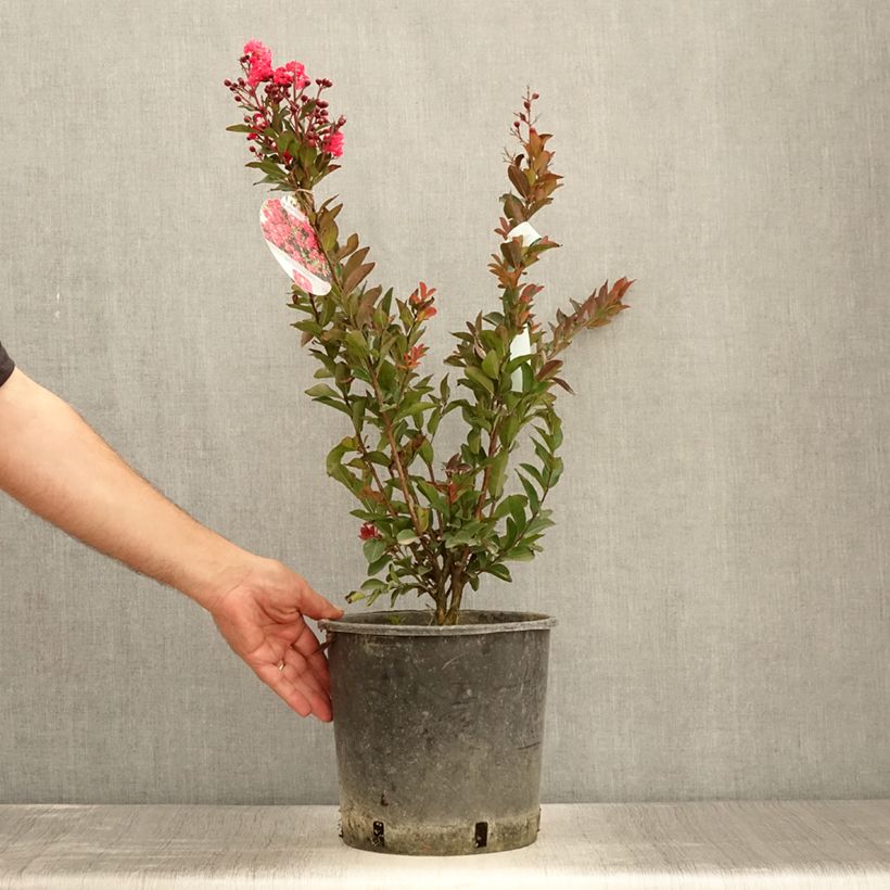 Exemplaar van Lagerstroemia indica Berry Dazzle - Indische sering Pot van 7,5 l/10 l zoals geleverd in de zomer