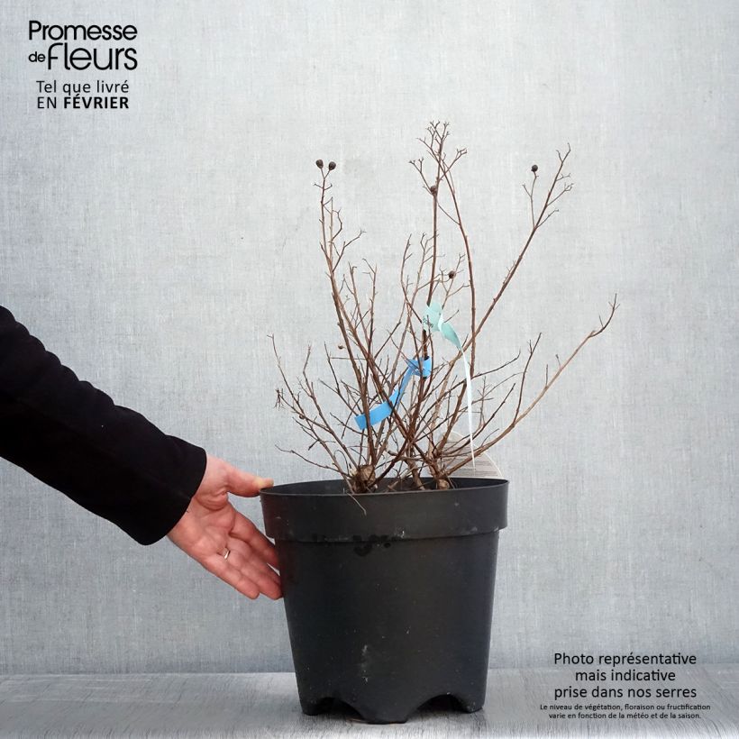 Example of Lilas des Indes - Lagerstroemia indica Berry Dazzle Pot van 7,5 l/10 l as you get in hiver