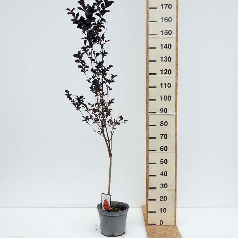 Exemplaar van Lagerstroemia indica Black Solitaire Best Red - Indische sering Pot van 7,5 l/10 l zoals geleverd in de zomer