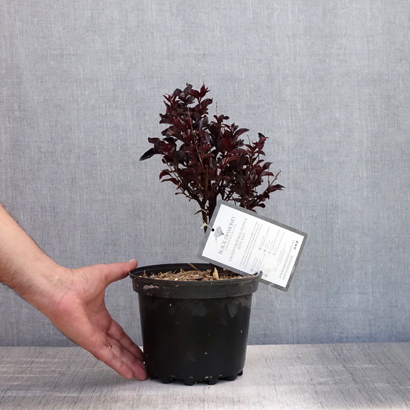 Exemplaar van Lagerstroemia indica Black Solitaire Best Red - Indische sering Pot van 3 l/4 l, Struik zoals geleverd in de zomer