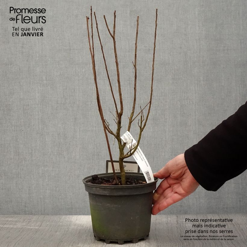 Example of Lagerstroemia indica Black Solitaire Best Red - Indische sering Pot van 3 l/4 l as you get in hiver