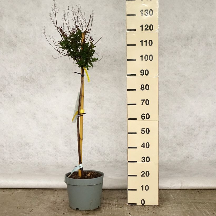 Exemplaar van Lagerstroemia indica Play It Again Double Feature - Indische sering Pot van 7,5 l/10 l zoals geleverd in de lente