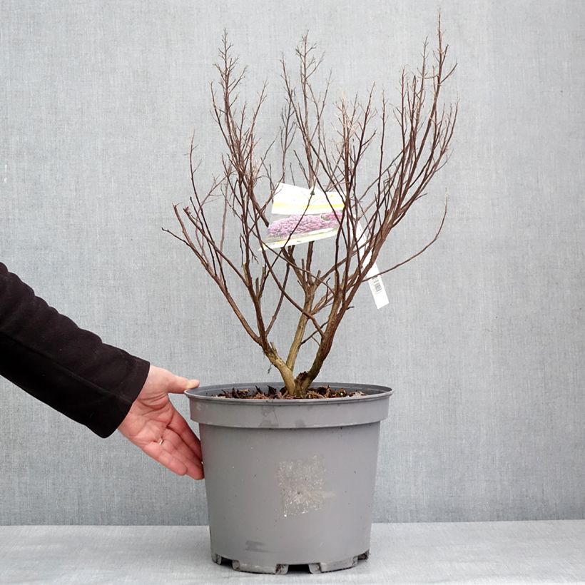 Exemplaar van Lagerstroemia indica Enduring Lavender - Indische sering Pot van 7,5 l/10 l zoals geleverd in de winter