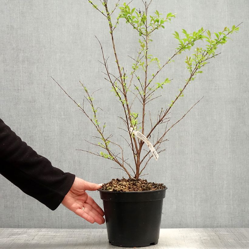 Exemplaar van Lagerstroemia indica Enduring Red - Indische sering Pot van 3 l/4 l zoals geleverd in de lente