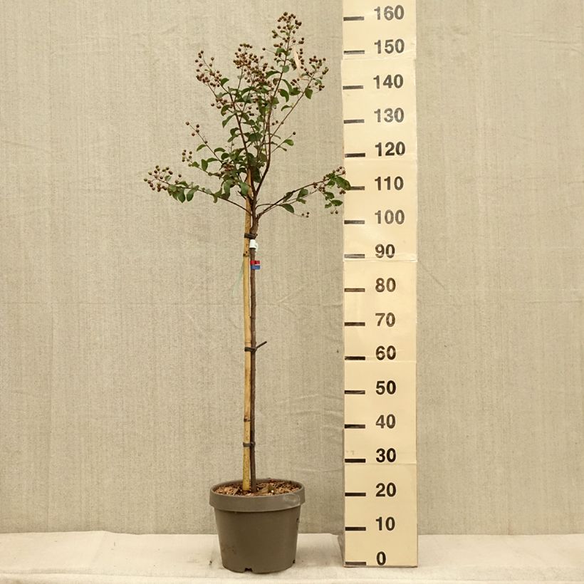 Exemplaar van Lilas des Indes - Lagerstroemia indica Eveline Pot de 7,5L/10L, Demi-Tige zoals geleverd in de herfst
