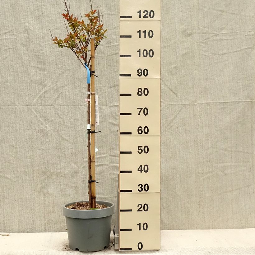 Exemplaar van Lagerstroemia indica Eveline - Indische sering Pot van 7,5 l/10 l zoals geleverd in de lente