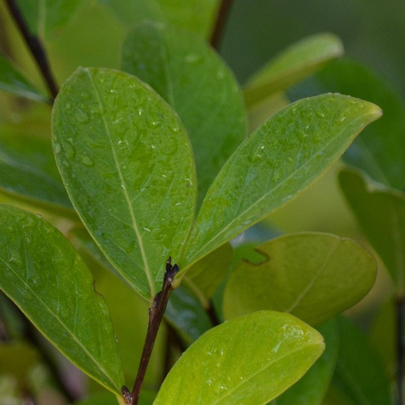 Lagerstroemia indica Kimono - Indische sering (Foliage)