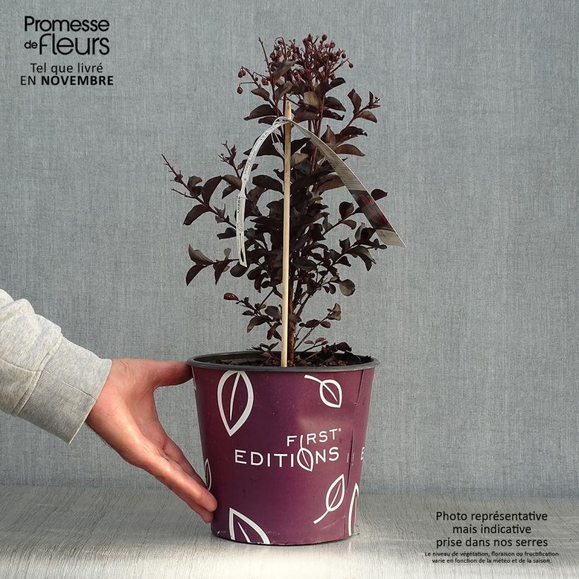 Exemplaar van Lagerstroemia indica Midnight Magic - Indische sering Pot van 3 l/4 l zoals geleverd in de herfst