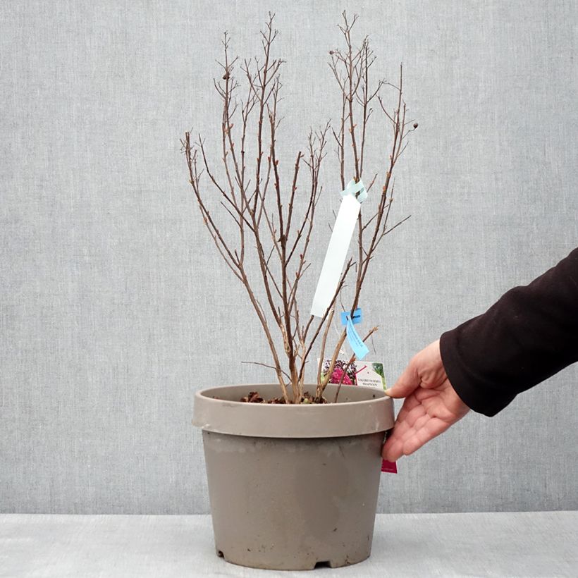 Exemplaar van Lagerstroemia indica Rhapsody In Blue - Indische sering Pot van 7,5 l/10 l, Struik zoals geleverd in de lente