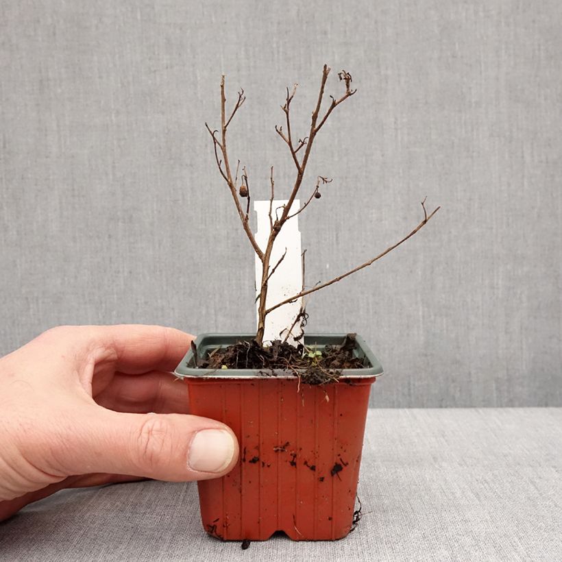 Example of Lilas des Indes - Lagerstroemia indica Virgin With Love Kweekpotje van 8/9 cm as you get in hiver