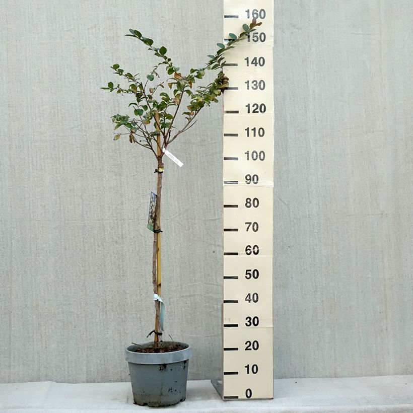 Exemplaar van Lagerstroemia indica White Chocolate - Indische sering Pot van 7,5 l/10 l zoals geleverd in de herfst