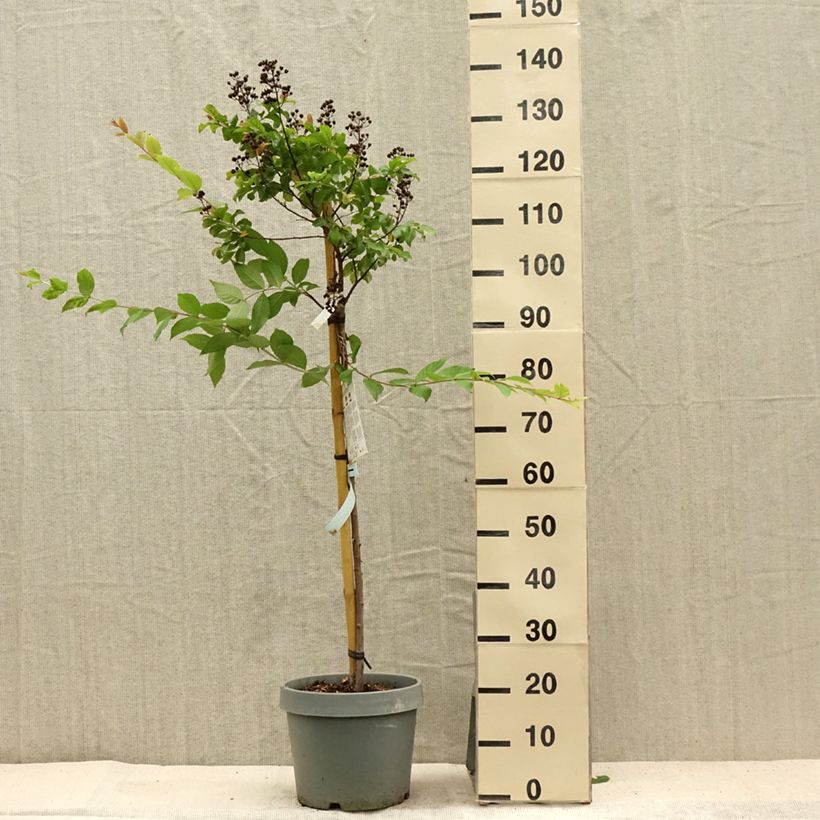 Exemplaar van Lagerstroemia indica White Chocolate - Indische sering Pot van 7,5 l/10 l zoals geleverd in de zomer