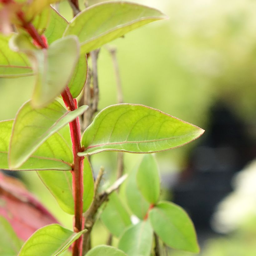 Lagerstroemia indica With Love Babe - Indische sering (Blad)