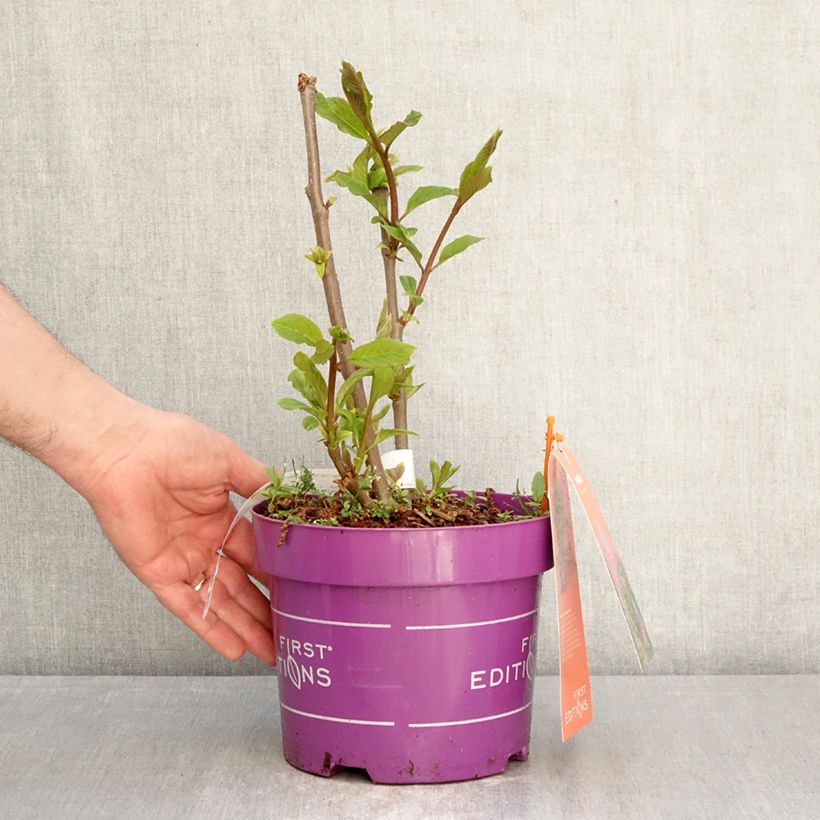 Exemplaar van Syringa prestoniae Pinktini - Sering Pot van 3 l/4 l zoals geleverd in de lente