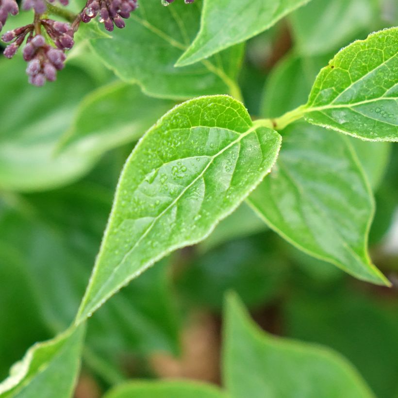 Syringa Baby Kim - Dwergsering (Blad)