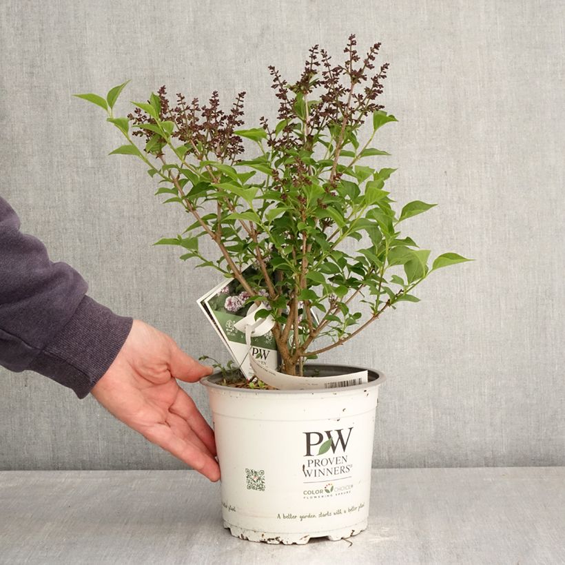 Exemplaar van Syringa Baby Kim - Dwergsering Pot van 3 l/4 l zoals geleverd in de lente
