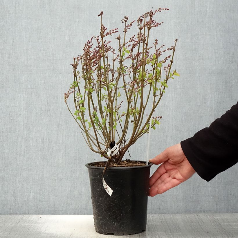 Exemplaar van Syringa meyeri Flowerfesta Pink - Dwergsering Pot van 3 l/4 l zoals geleverd in de lente