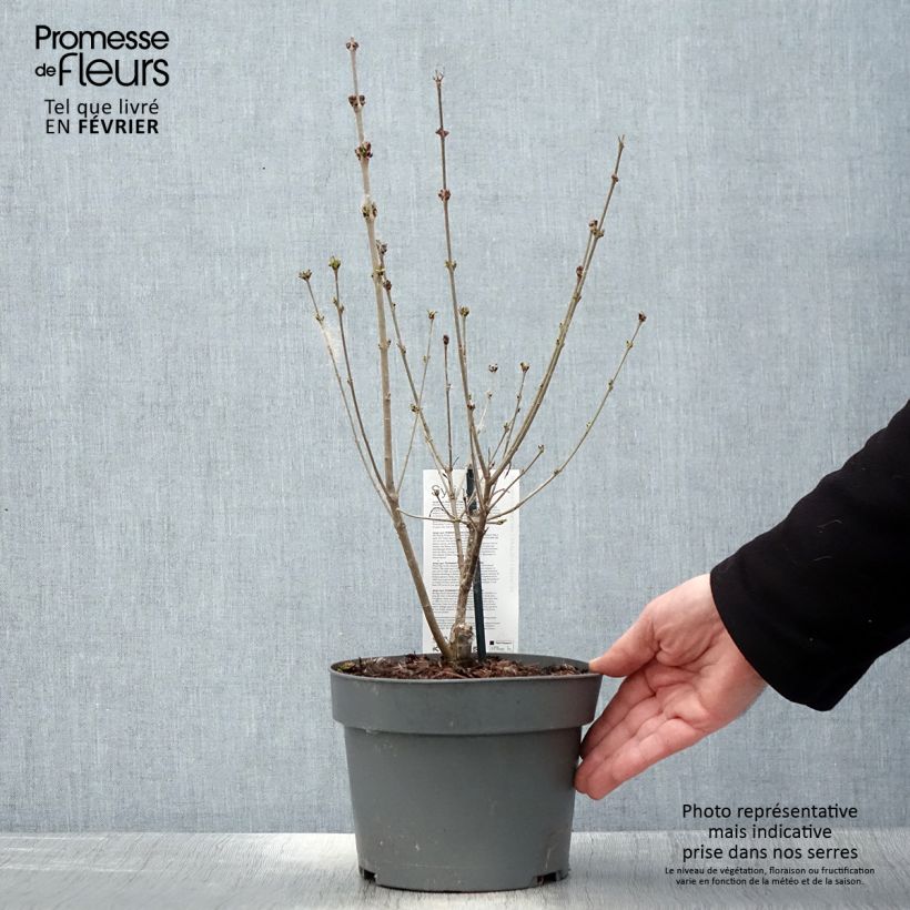 Example of Lilas nain - Syringa meyeri Flowerfesta Purple Pot van 3 l/4 l as you get in hiver