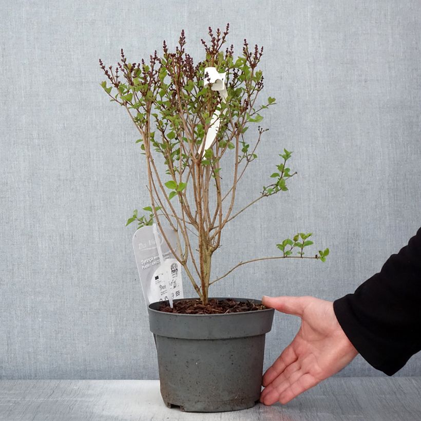 Exemplaar van Syringa meyeri Flowerfesta Purple - Dwergsering Pot van 3 l/4 l zoals geleverd in de lente