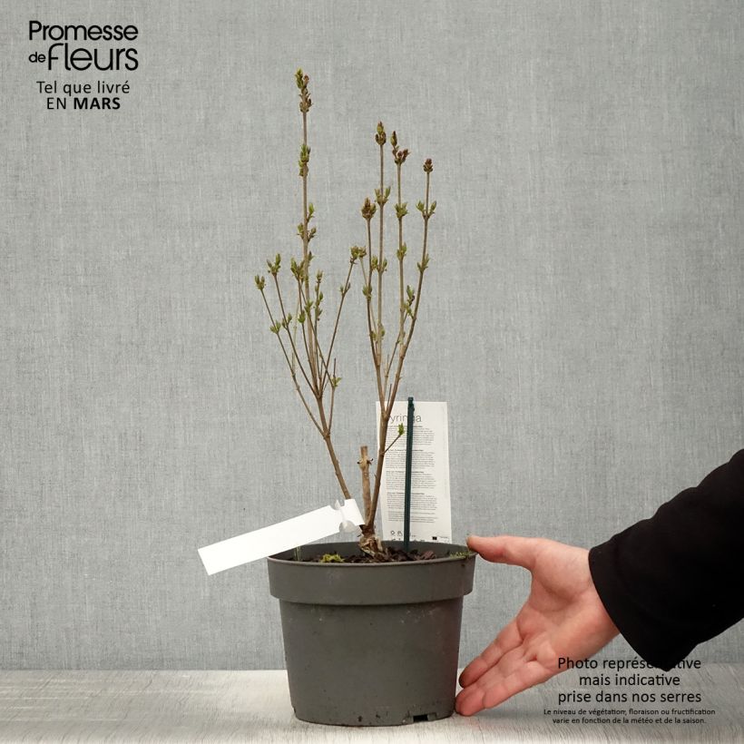 Exemplaar van Syringa meyeri Flowerfesta Wit - Dwergsering Pot van 3 l/4 l zoals geleverd in de lente