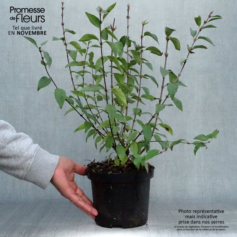 Exemplaar van Syringa chinensis Saugeana - Gewone sering Pot van 2 l/3 l zoals geleverd in de herfst