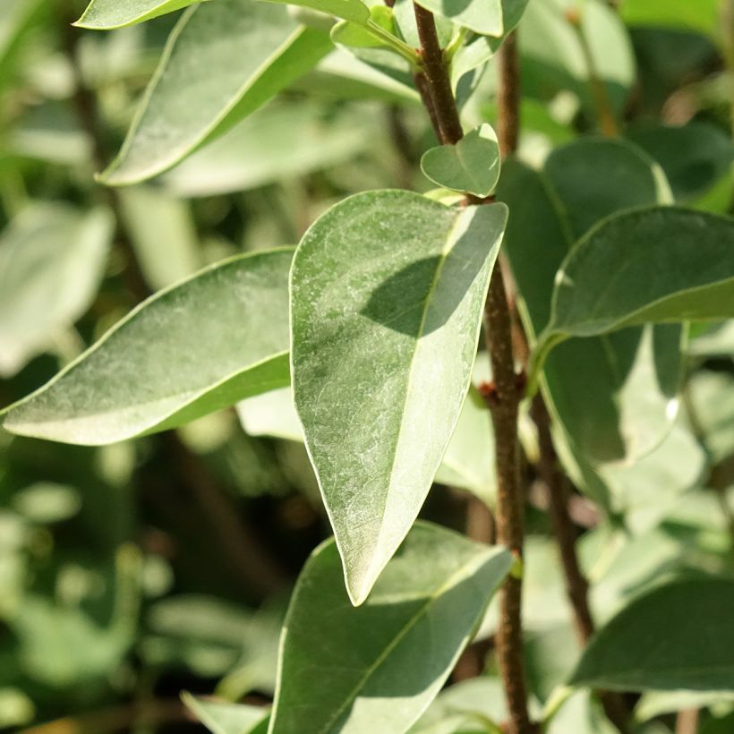 Syringa chinensis Saugeana - Gewone sering (Blad)