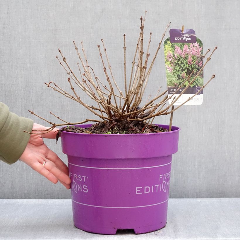 Example of Lilas - Syringa Little Lady Pot van 7,5 l/10 l as you get in hiver