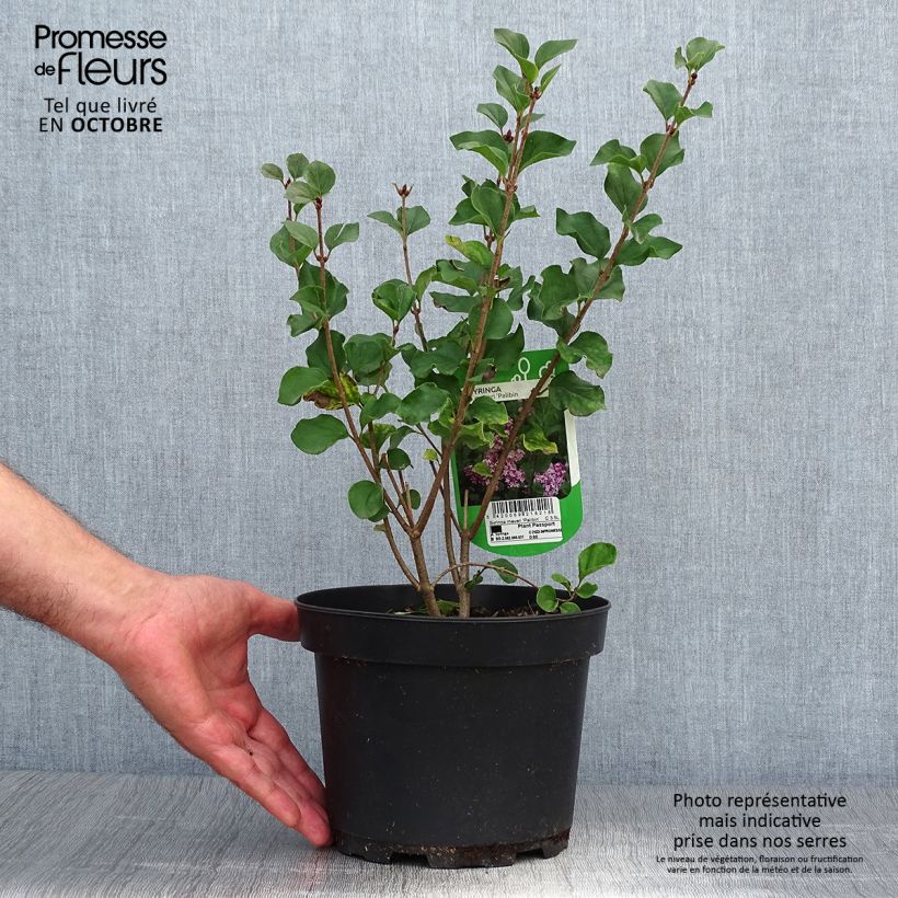 Exemplaar van Syringa meyeri Palibin - Dwergsering Pot van 2 l/3 l zoals geleverd in de herfst
