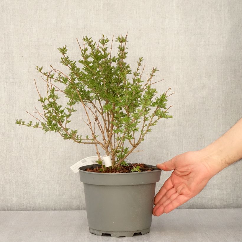 Exemplaar van Syringa protolaciniata Kabul - Sering Pot van 3 l/4 l zoals geleverd in de lente