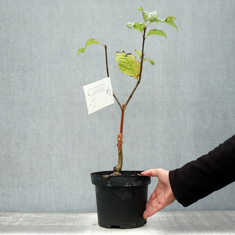 Exemplaar van Syringa villosa Aurea - Sering Pot van 4 l/5 l zoals geleverd in de herfst
