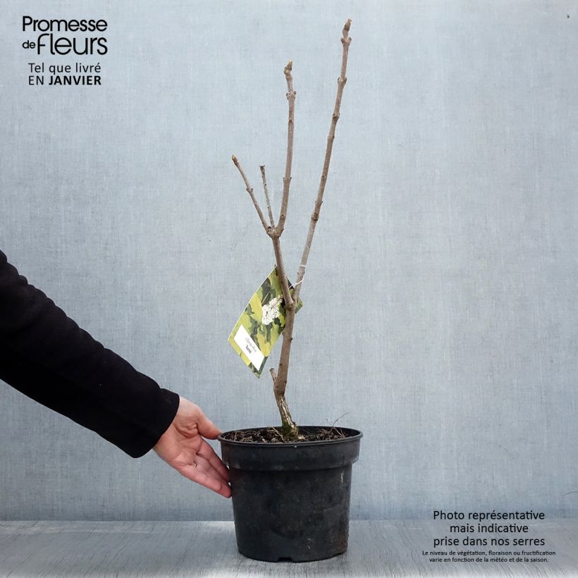 Example of Lilas - Syringa villosa Aurea Pot van 4 l/5 l as you get in hiver