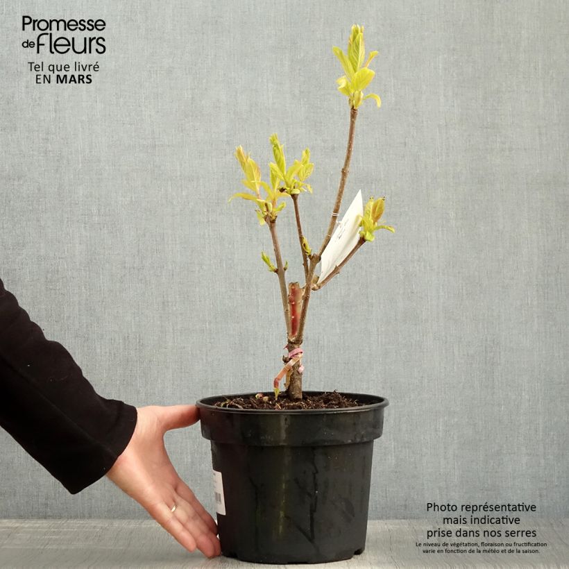 Exemplaar van Syringa villosa Aurea - Sering Pot van 4 l/5 l zoals geleverd in de lente