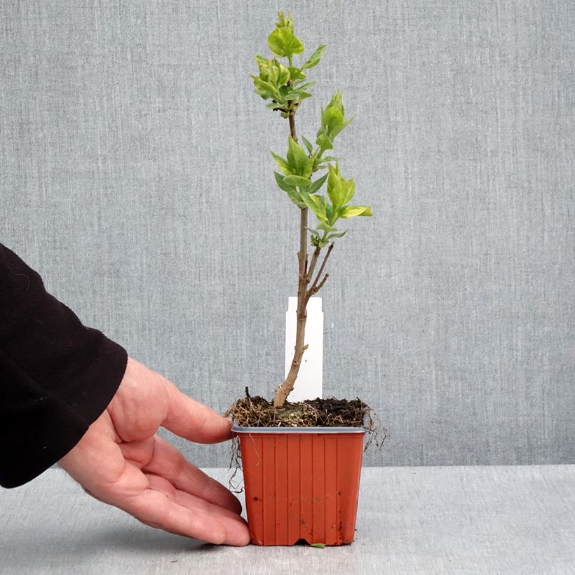 Exemplaar van Syringa vulgaris Aucubaefolia - Gewone sering Kweekpotje van 8/9 cm zoals geleverd in de lente