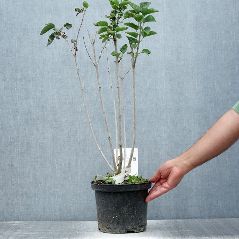 Exemplaar van Syringa vulgaris Belle de Moscou - Gewone sering Pot van 4 l/5 l zoals geleverd in de zomer