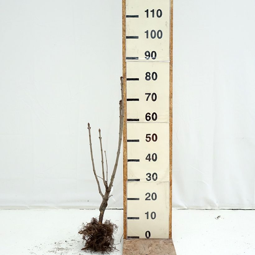 Exemplaar van Syringa vulgaris Belle de Moscou - Gewone sering Naakte wortel zoals geleverd in de winter