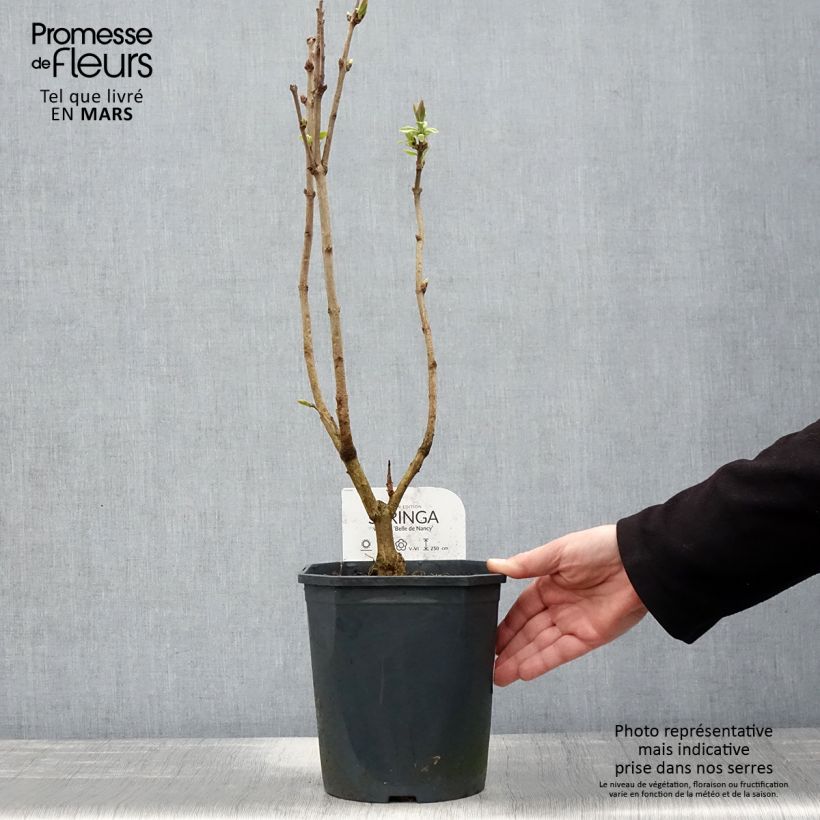 Exemplaar van Syringa vulgaris Belle de Nancy - Gewone sering Pot van 3 l/4 l zoals geleverd in de lente