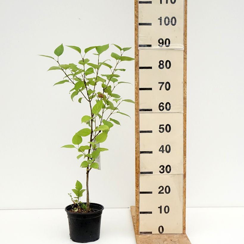 Exemplaar van Syringa vulgaris Charles Joly - Gewone sering Pot van 2 l/3 l zoals geleverd in de zomer
