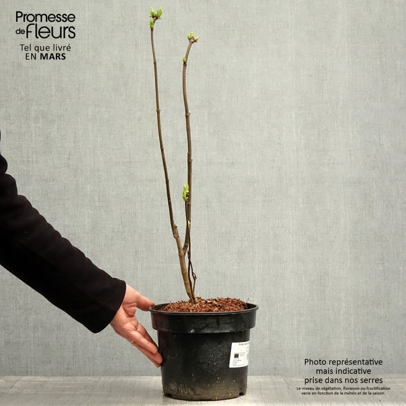 Exemplaar van Syringa vulgaris Charles Joly - Gewone sering Pot van 2 l/3 l zoals geleverd in de lente