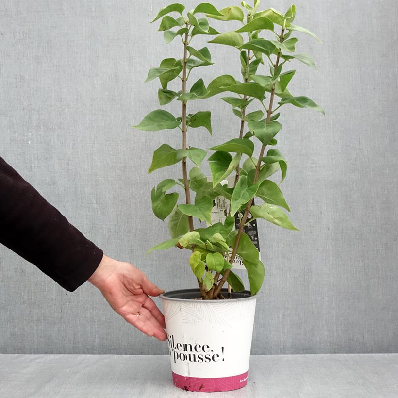 Exemplaar van Lilas - Syringa vulgaris Dentelle d'Anjou Pot de 4L/5L zoals geleverd in de herfst