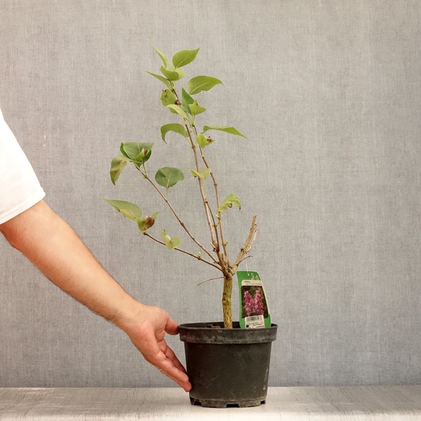 Exemplaar van Syringa vulgaris Katherine Havemeyer - Gewone sering Pot van 3 l/4 l zoals geleverd in de zomer
