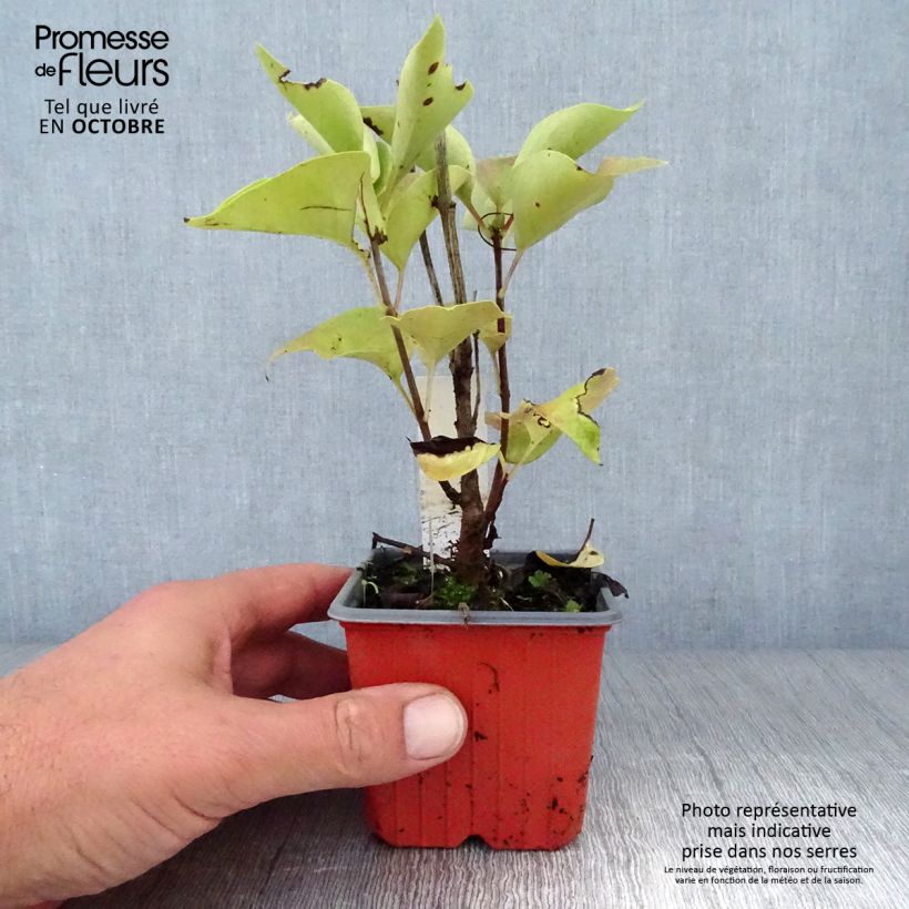 Exemplaar van Syringa vulgaris Katherine Havemeyer - Gewone sering Kweekpotje van 8/9 cm zoals geleverd in de herfst
