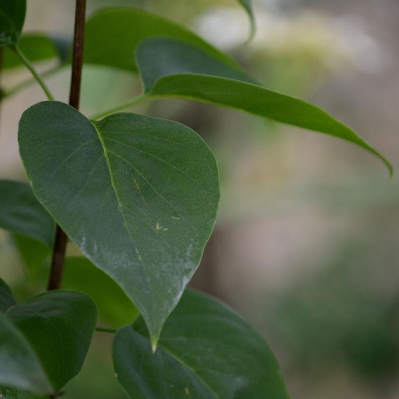 Syringa vulgaris Madame Lemoine - Gewone sering (Foliage)