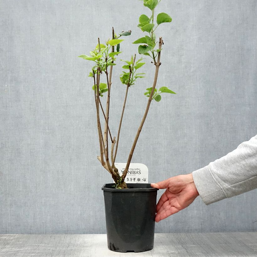 Exemplaar van Syringa vulgaris Madame Lemoine - Gewone sering Pot van 3 l/4 l zoals geleverd in de zomer