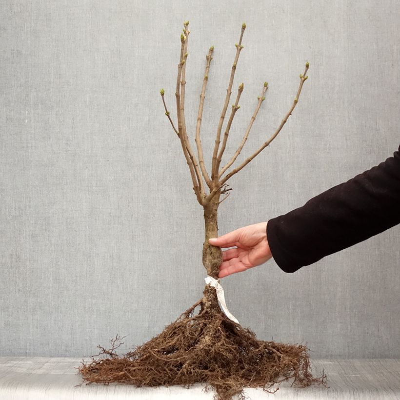 Example of Syringa vulgaris Madame Lemoine - Gewone sering Naakte wortel as you get in hiver