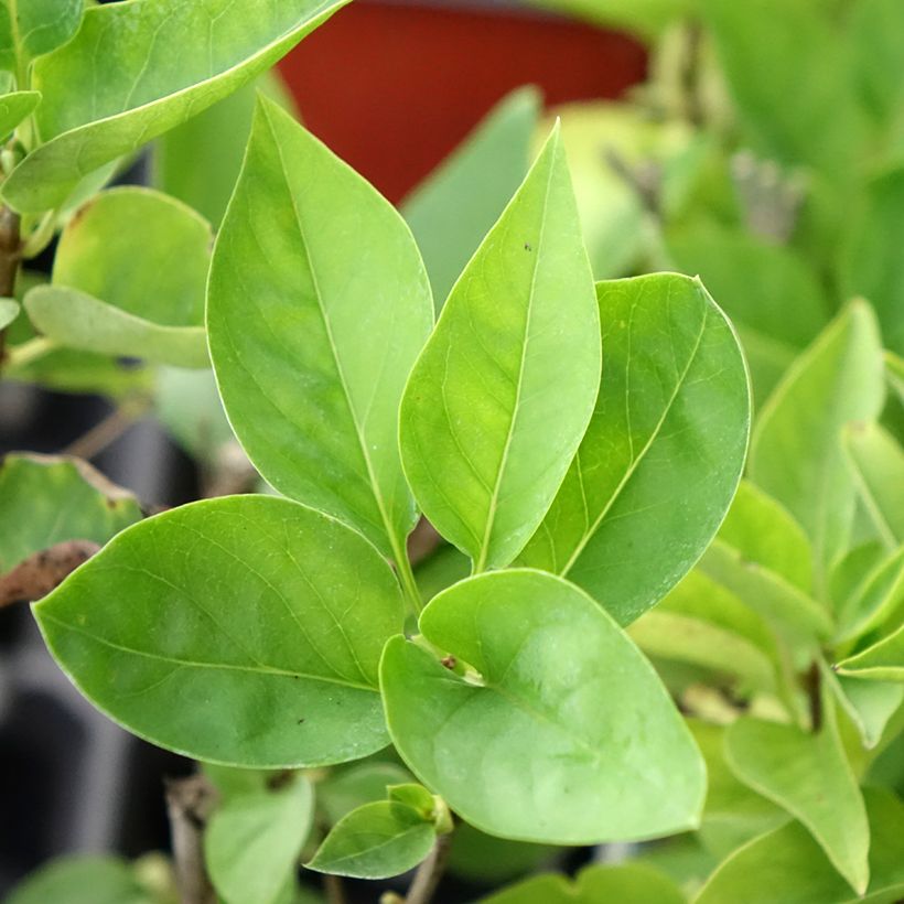 Syringa vulgaris Nadezhda - Gewone sering (Blad)