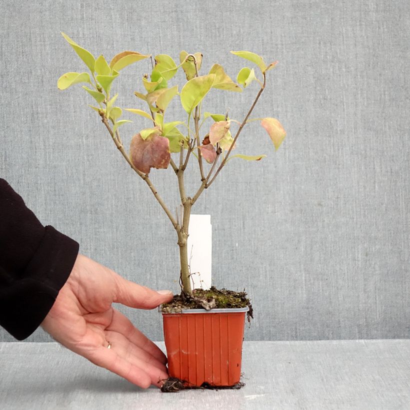 Exemplaar van Syringa vulgaris Nadezhda - Gewone sering Kweekpotje van 8/9 cm zoals geleverd in de herfst