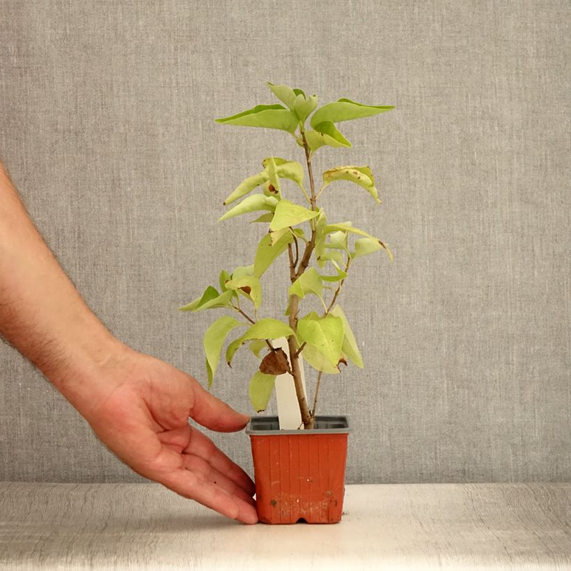Exemplaar van Syringa vulgaris Nadezhda - Gewone sering Kweekpotje van 8/9 cm zoals geleverd in de zomer