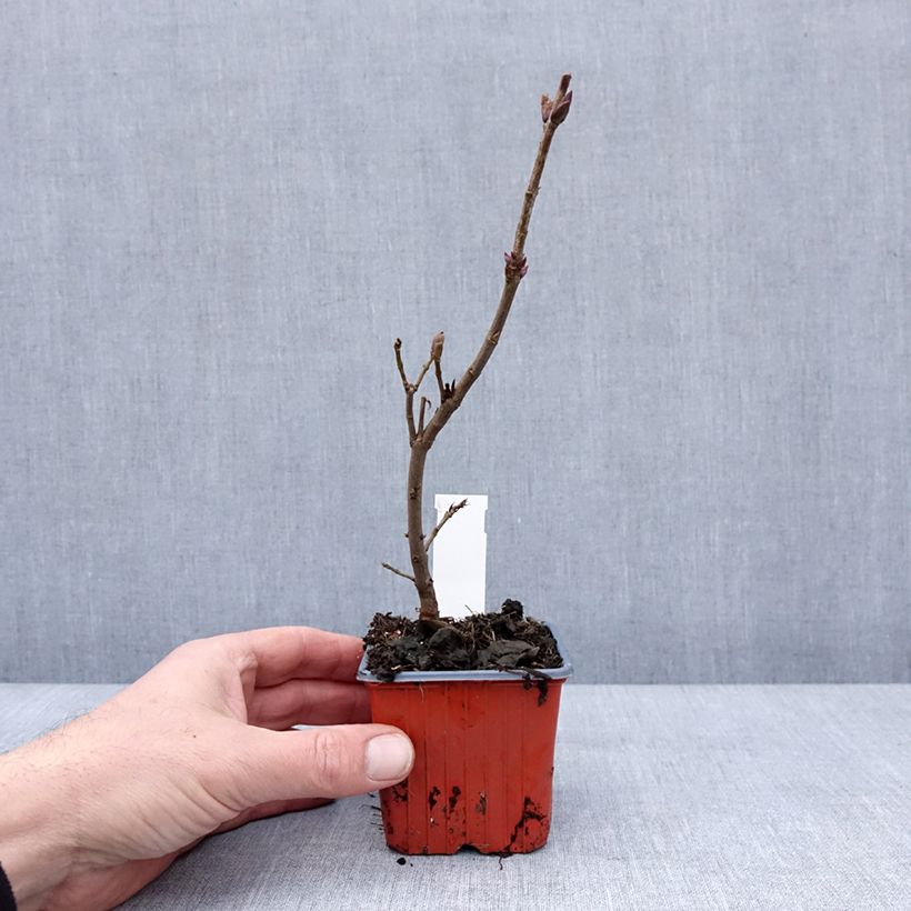 Example of Syringa vulgaris Nadezhda - Gewone sering Kweekpotje van 8/9 cm as you get in hiver