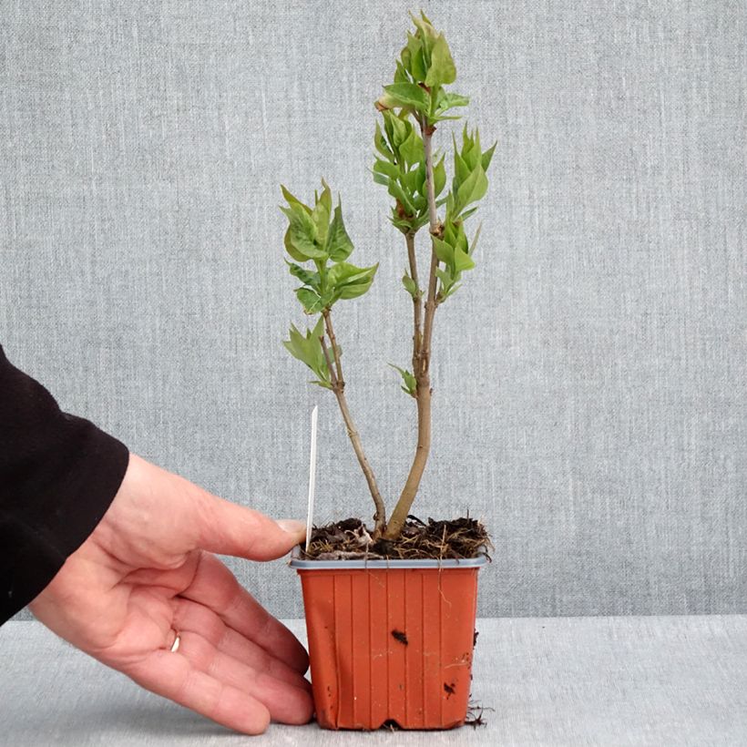 Exemplaar van Syringa vulgaris Nadezhda - Gewone sering Kweekpotje van 8/9 cm zoals geleverd in de lente